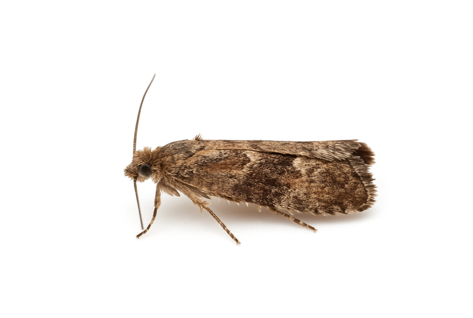Apple Seed Moth (Grapholita lobarzewskii) Lure
