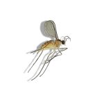 Blueberry Gall Midge (Dasineura oxycoccana) Lure