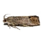 Codling moth (Cydia pomonella) Lure