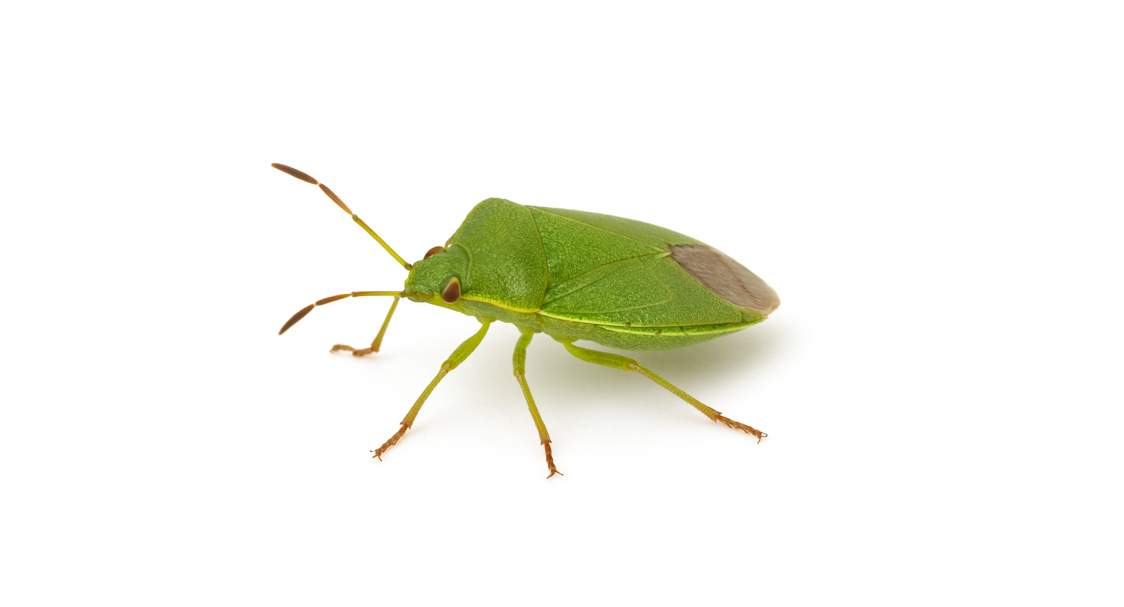 Common green capsid (Lygocoris pabulinus) Lure