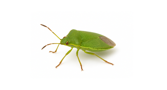 Common green capsid (Lygocoris pabulinus) Lure