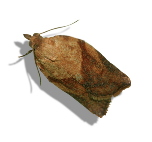 Light Brown Apple Moth (Epiphyas postvittana) Lure