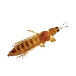 Western flower thrips (Frankliniella occidentalis) Lure