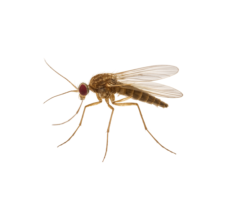 Raspberry cane midge (Resseliella theobaldi) Lure