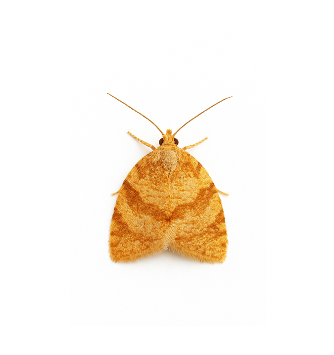 Summer fruit tortrix (Adoxophyes orana) Lure