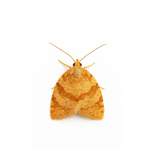 Summer fruit tortrix (Adoxophyes orana) Lure