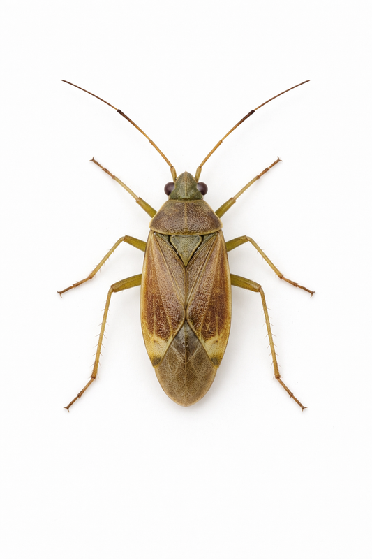 Tarnished plant bug (Lygus rugulipennis) Lure